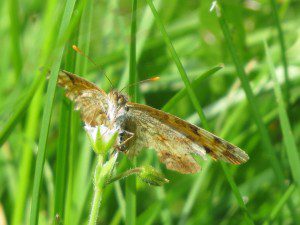 papillon un