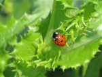 Coccinelle