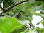 Colibri trois