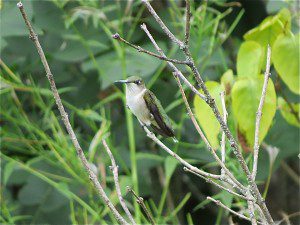 Colibri un