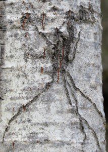 araignee