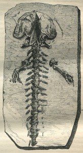 fossile