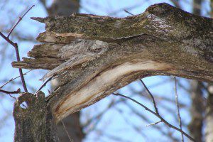 monstre