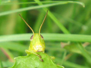 regard de sauterelle un