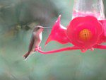 Colibri trois