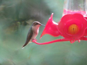 Colibri un
