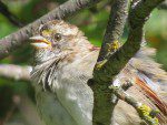 etrange oiseau cinq