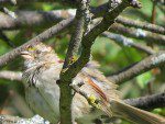 etrange oiseau quatre