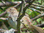 etrange oiseau trois