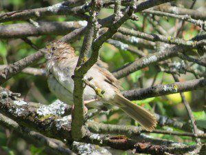 etrange oiseau un