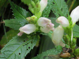 fleurs etranges