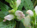 fleurs etranges deux