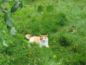 le chat Gaspard