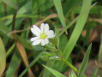 Fleur blanche