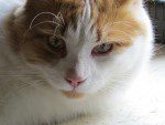 Le chat