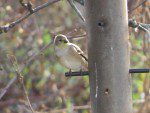 Un Chardonneret jaune