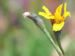 fleur jaune