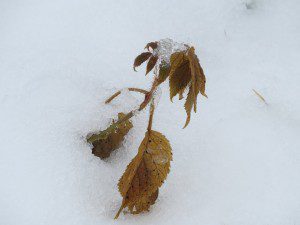 Affrontant les elements
