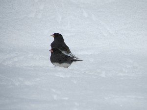 deux juncos