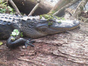 Alligator