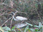 Grande aigrette