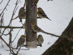 Six chardonnerets