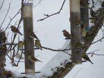 Treize chardonnerets