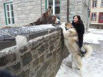 ane et chien