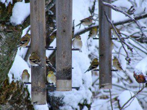 Chardonnerets