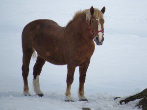 cheval