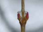Bourgeons glaces un