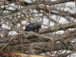 Junco ardoise deux