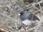 Junco ardoise trois