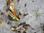 Pousses dhemerocalle