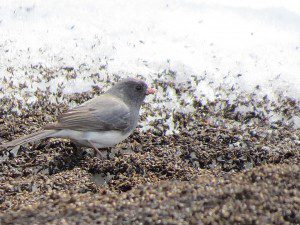 junco ardoise