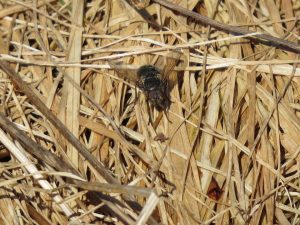 Mouche un
