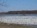 Oies blanches deux