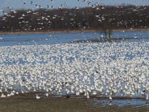 Oies blanches un