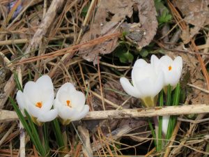 Quatre crocus