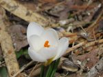 crocus