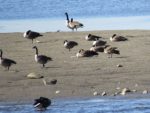 outardes banc de sable deux