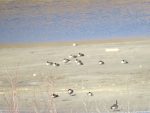 outardes banc de sable trois