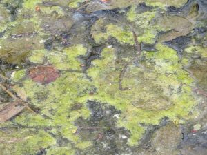 Tableau impressionniste
