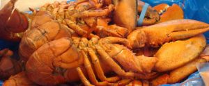 Homard