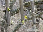 Quinze oiseaux