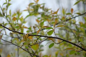 amelanchier