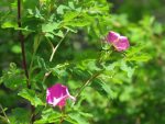 Fleurs de chiffon