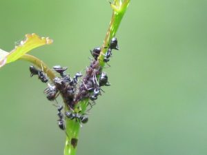 Fourmis