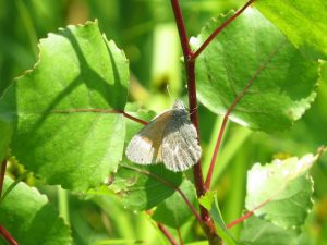 Papillon