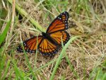 Viceroy un